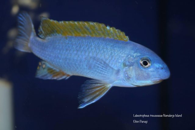 Labeotropheus trewavasae Namalenje Island  