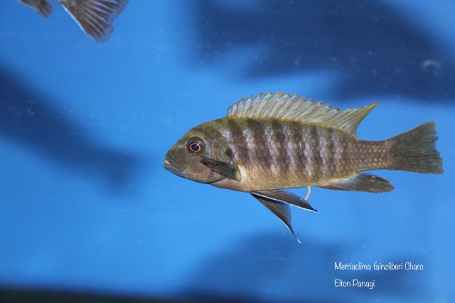 Metriaclima fainzilberi Charo (samice)