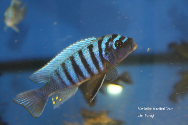 Metriaclima fainzilberi Charo