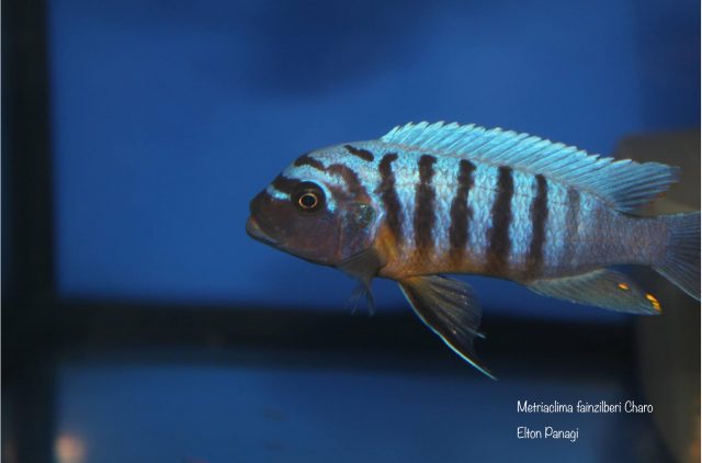 Metriaclima fainzilberi