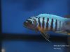 Metriaclima fainzilberi