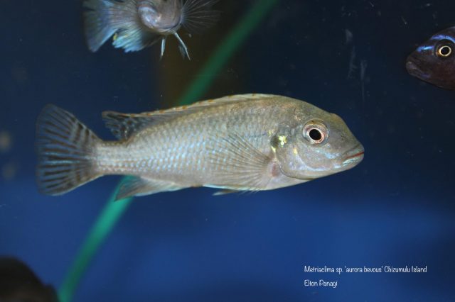 Metriaclima sp. 'aurora bevous' Chizumulu Island (samice)