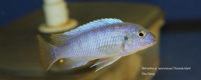 Metriaclima sp. 'aurora bevous' Chizumulu Island