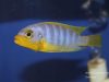 Metriaclima aurora