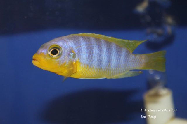 Metriaclima aurora