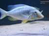 Taeniolethrinops furcicauda Malopa (samice)