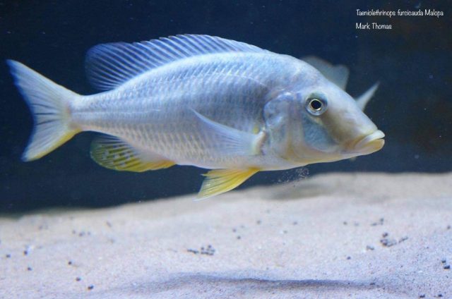 Taeniolethrinops furcicauda Malopa (samice)