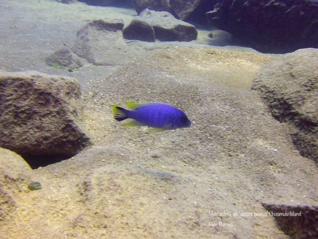 Metriaclima sp. 'aurora bevous' Chizumulu Island