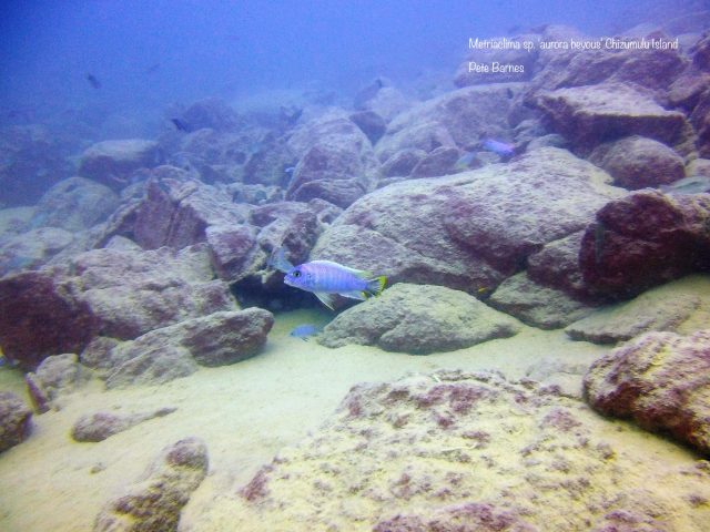 Metriaclima sp. 'aurora bevous' Chizumulu Island