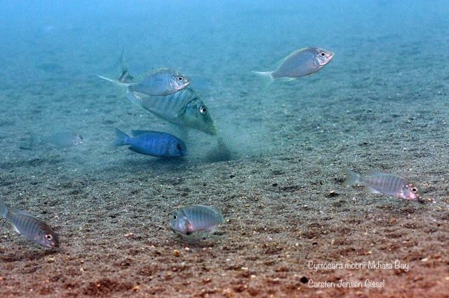 Cyrtocara moorii Nkhata Bay