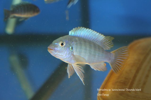 Metriaclima sp. 'aurora bevous' Chizumulu Island