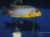 Metriaclima aurora