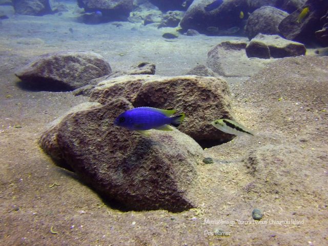 Metriaclima sp. &#8218;aurora bevous&#8216;