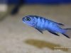 Cynotilapia chilundu (samice)