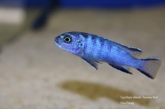 Cynotilapia chilundu (samice)