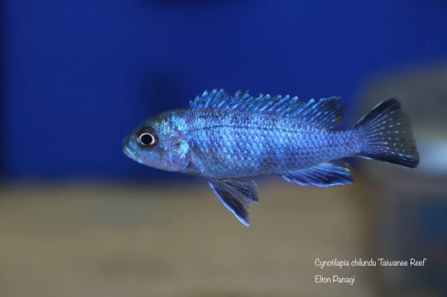 Cynotilapia chilundu (samice)