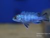Cynotilapia chilundu (samice)