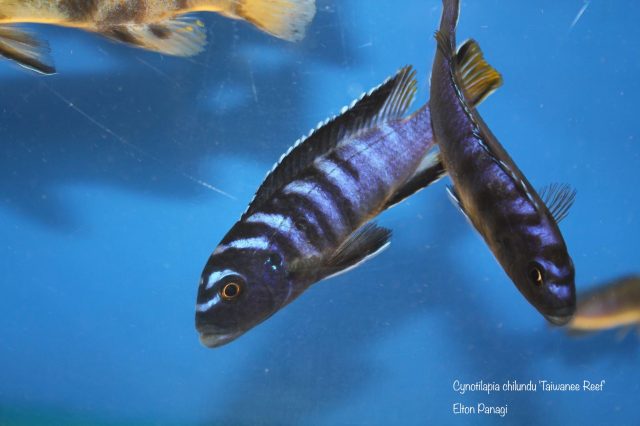 Cynotilapia chilundu (samec)