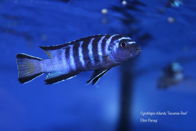 Cynotilapia chilundu (samec)