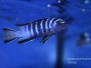 Cynotilapia chilundu (samec)
