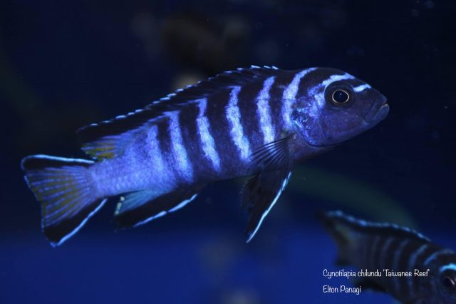 Cynotilapia chilundu (samec)