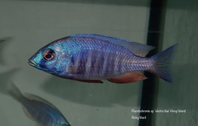 Placidochromis sp. ‚electra blue‘ Hongi Island