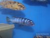 Cynotilapia chilundu (samec)