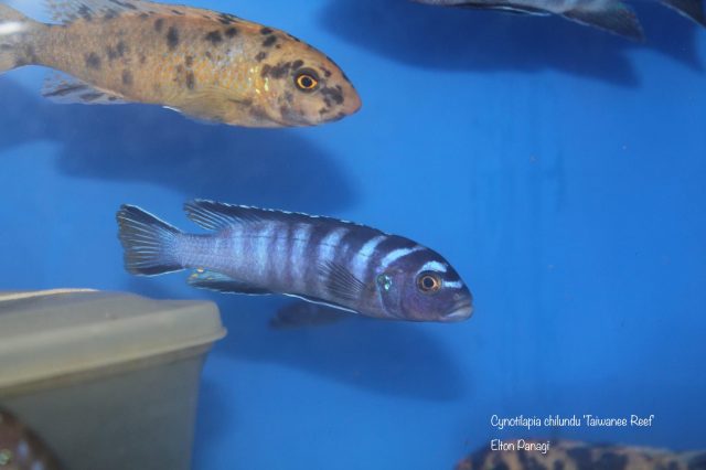 Cynotilapia chilundu (samec)