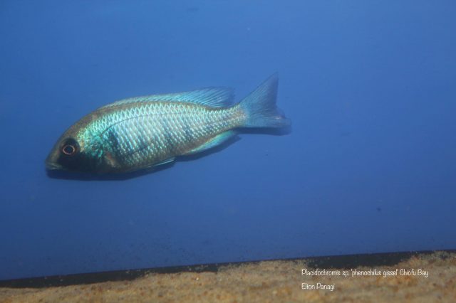 Placidochromis sp. ‚phenochilus gissel‘ Chiofu Bay