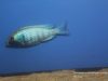 Placidochromis sp. ‚phenochilus gissel‘ Chiofu Bay