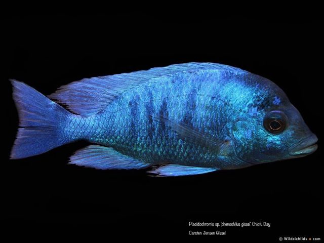 Placidochromis sp. ‚phenochilus gissel‘ Chiofu Bay