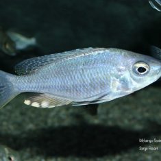 Mchenga flavimanus