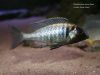 Placidochromis electra Gome