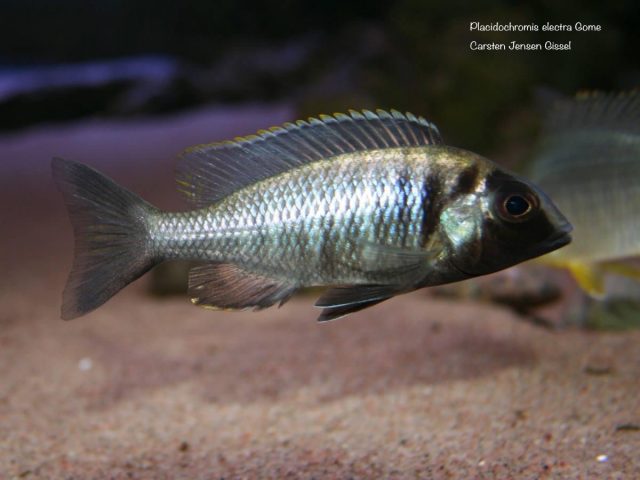 Placidochromis electra Gome
