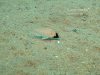 Placidochromis electra