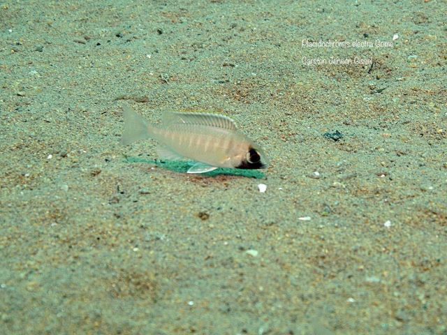 Placidochromis electra