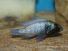 Placidochromis sp. ‚phenochilus gissel‘ Chiofu Bay (samice)