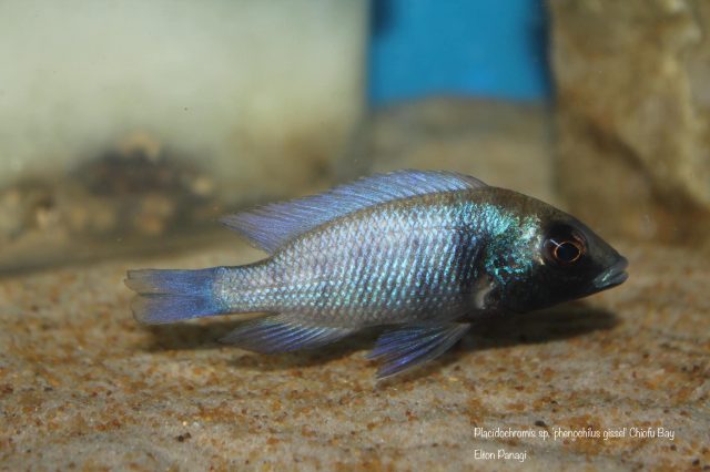 Placidochromis sp. ‚phenochilus gissel‘ Chiofu Bay (samice)