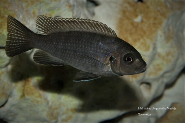 Metriaclima chrysomallos Masinje (samice)