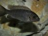 Metriaclima chrysomallos Masinje (samice)
