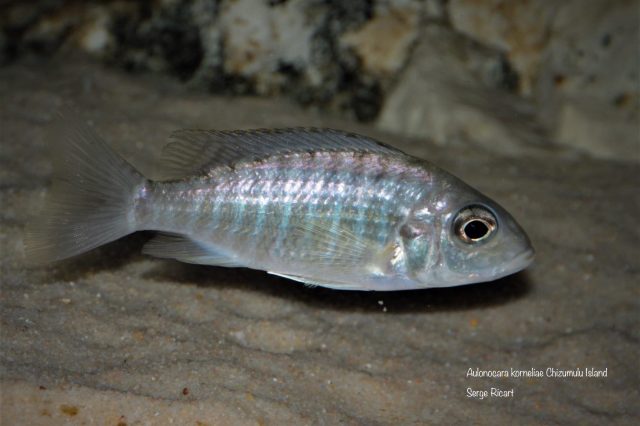 Aulonocara korneliae Chizumulu Island (samice)