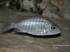Aulonocara korneliae Chizumulu Island (samice)