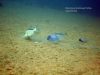 Placidochromis sp. ‚phenochilus‘
