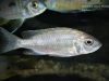 Placidochromis sp. 'electra blue' Mbamba Bay (samice)
