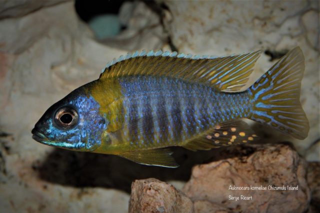 Aulonocara korneliae Chizumulu Island (samec)