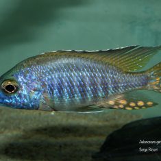 Aulonocara gertrudae