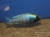 Placidochromis sp. ‚phenochilus gissel‘ Chiofu Bay