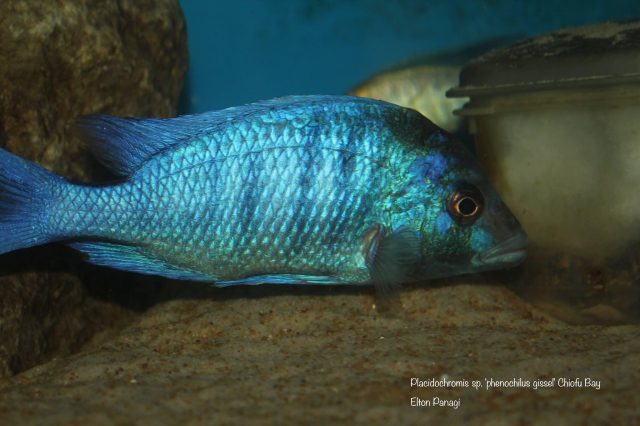Placidochromis sp. ‚phenochilus gissel‘ Chiofu Bay