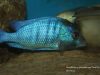 Placidochromis sp. ‚phenochilus gissel‘ Chiofu Bay