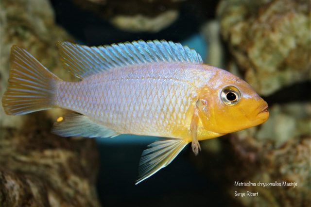 Metriaclima chrysomallos Masinje